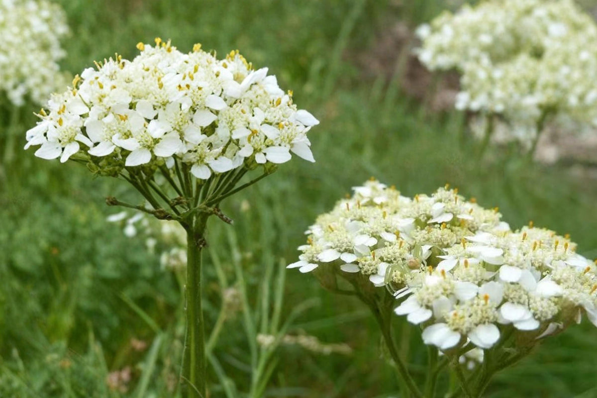 Western Yarrow Seeds – Achillea millefolium occidentalis, 500 Pack, Perennial Wildflower, White Flower, Drought Tolerant, Native Prairie Plant