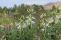 Woolly Milkvetch Seeds – Astragalus drummondii Herbaceous Perennial for Dry Gardens, Prairie, Drought Tolerant Plant