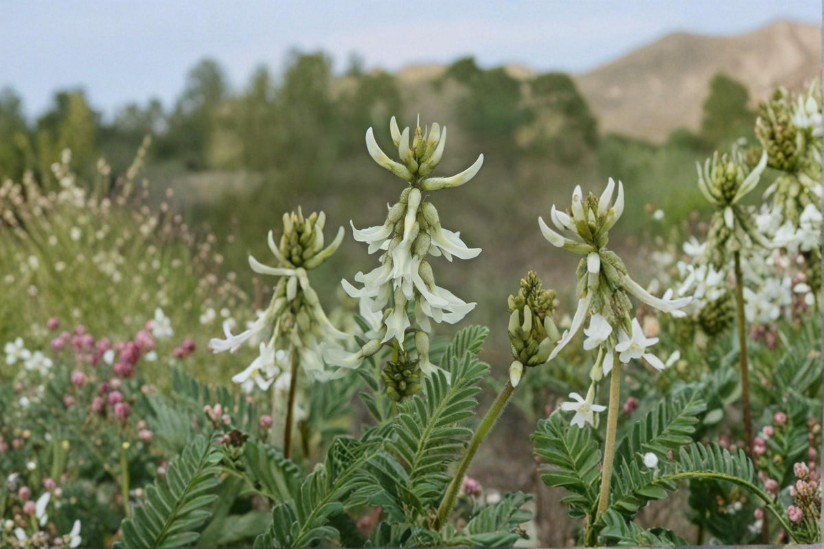 Woolly Milkvetch Seeds – Astragalus drummondii Herbaceous Perennial for Dry Gardens, Prairie, Drought Tolerant Plant