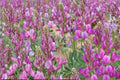Utah Sweetvetch Seeds 25 Pack – Hedysarum boreale Perennial Pink to Purple Flowers for Dry Landscapes