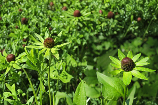 Western Coneflower Seeds – Rudbeckia occidentalis Herbaceous Perennial for Prairie Gardens and Borders, 75 Seeds