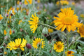 Orange Mountain Daisy Seeds – Hymenoxys hoopesii Herbaceous Perennial with Bright Orange Daisy-Like Flowers, Wildflower, Meadow & Slope Plant