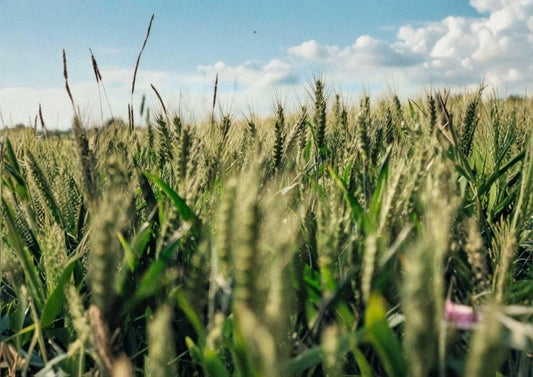 Einkorn Wheat Seeds Heirloom Organic Non-GMO Ancient Grain for Planting, Heritage Crop, Nutritious Garden Grain