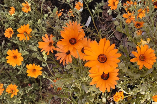 African Daisy Seeds – Dimorphotheca sinuata, Bright Orange to Yellow Daisies, Annual Flower for Borders & Containers