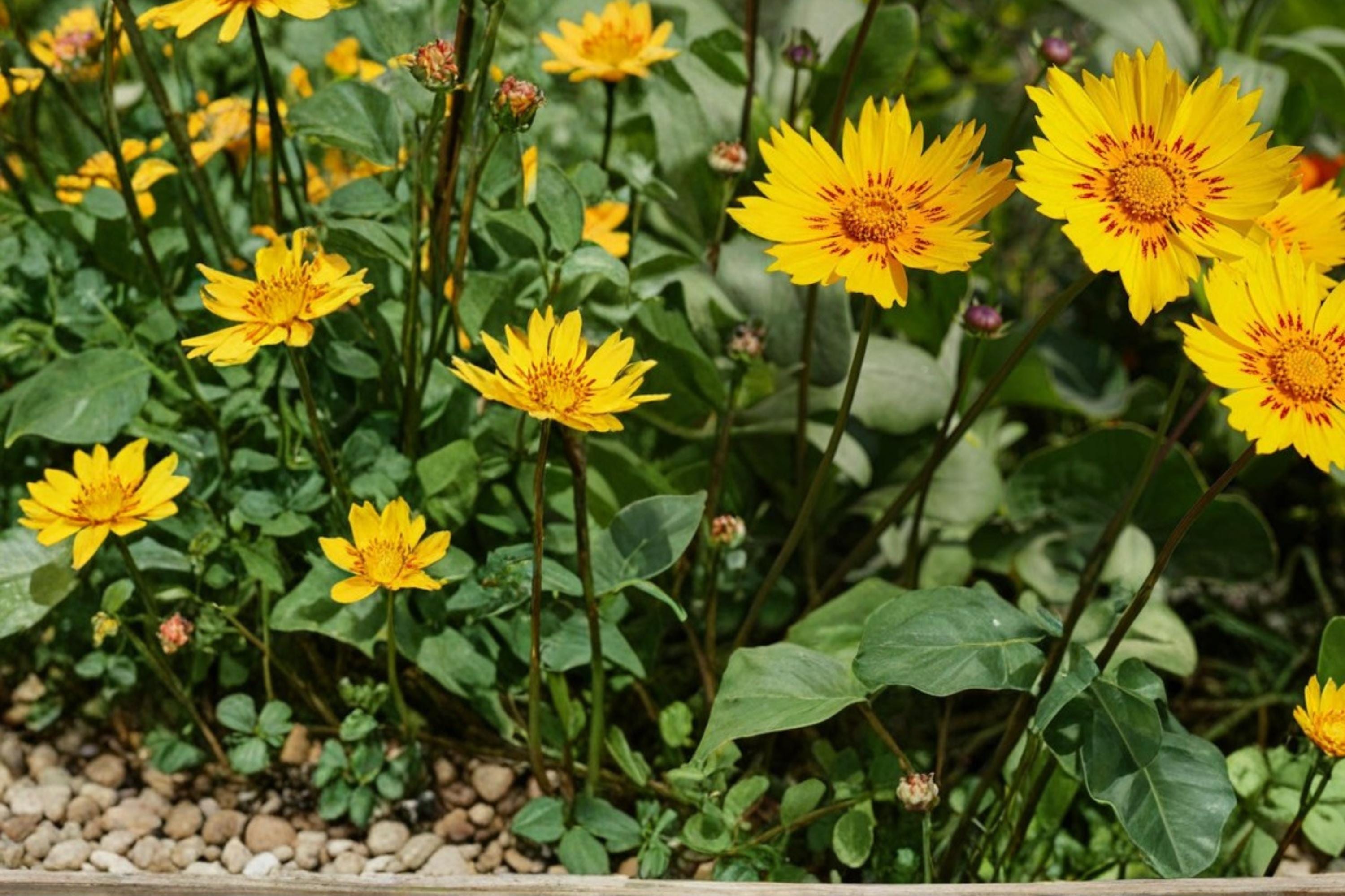 Picta Tickseed Seeds – Coreopsis nuecensis – Perennial Wildflower with Yellow Flowers, Drought Tolerant, Pollinator-Friendly, 30 Seeds