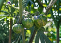 Green Zebra Tomato Seeds - Heirloom Non-GMO Vegetable Seeds for Garden Planting, Striped Green Tomato, Solanum lycopersicum