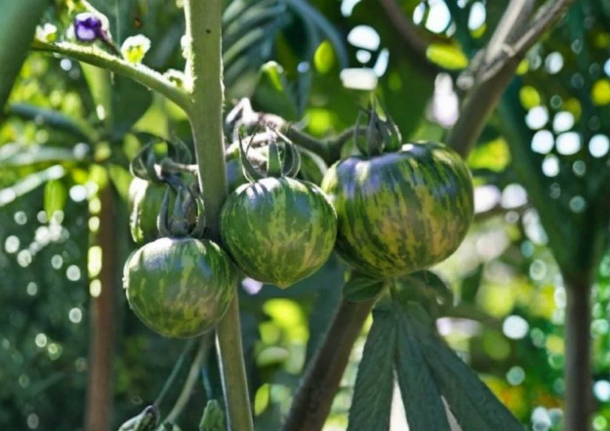 Green Zebra Tomato Seeds - Heirloom Non-GMO Vegetable Seeds for Garden Planting, Striped Green Tomato, Solanum lycopersicum