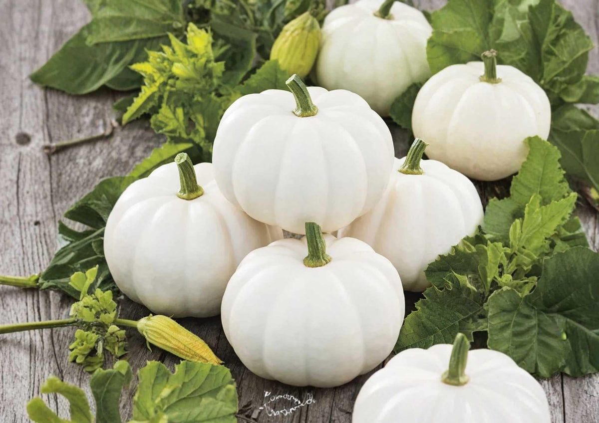 White Queen Pumpkin Seeds - Heirloom Non-GMO Open-Pollinated for Garden Planting, Decorative Pale White Pumpkins, Cucurbita pepo