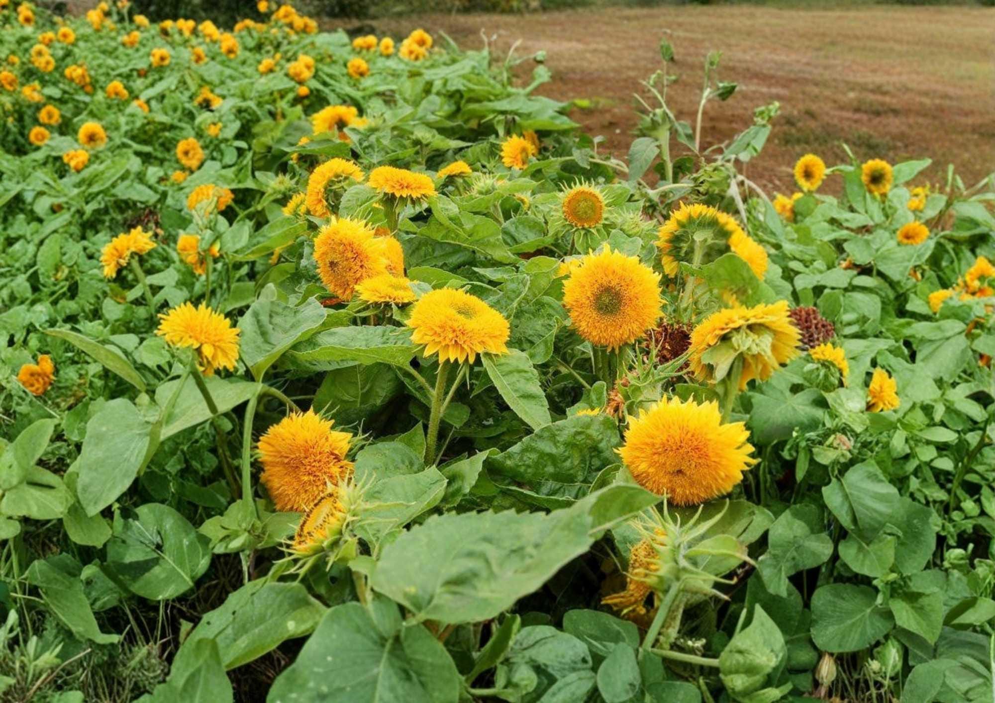 Double Sun Sunflower Seeds – Large Double Bloom, Bold Colors, Garden Planting, Helianthus annuus
