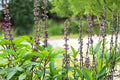 Thai Basil Seeds – Ocimum basilicum, Aromatic Annual Herb with Green Leaves and Purple Stems, Culinary and Herb Garden Plant