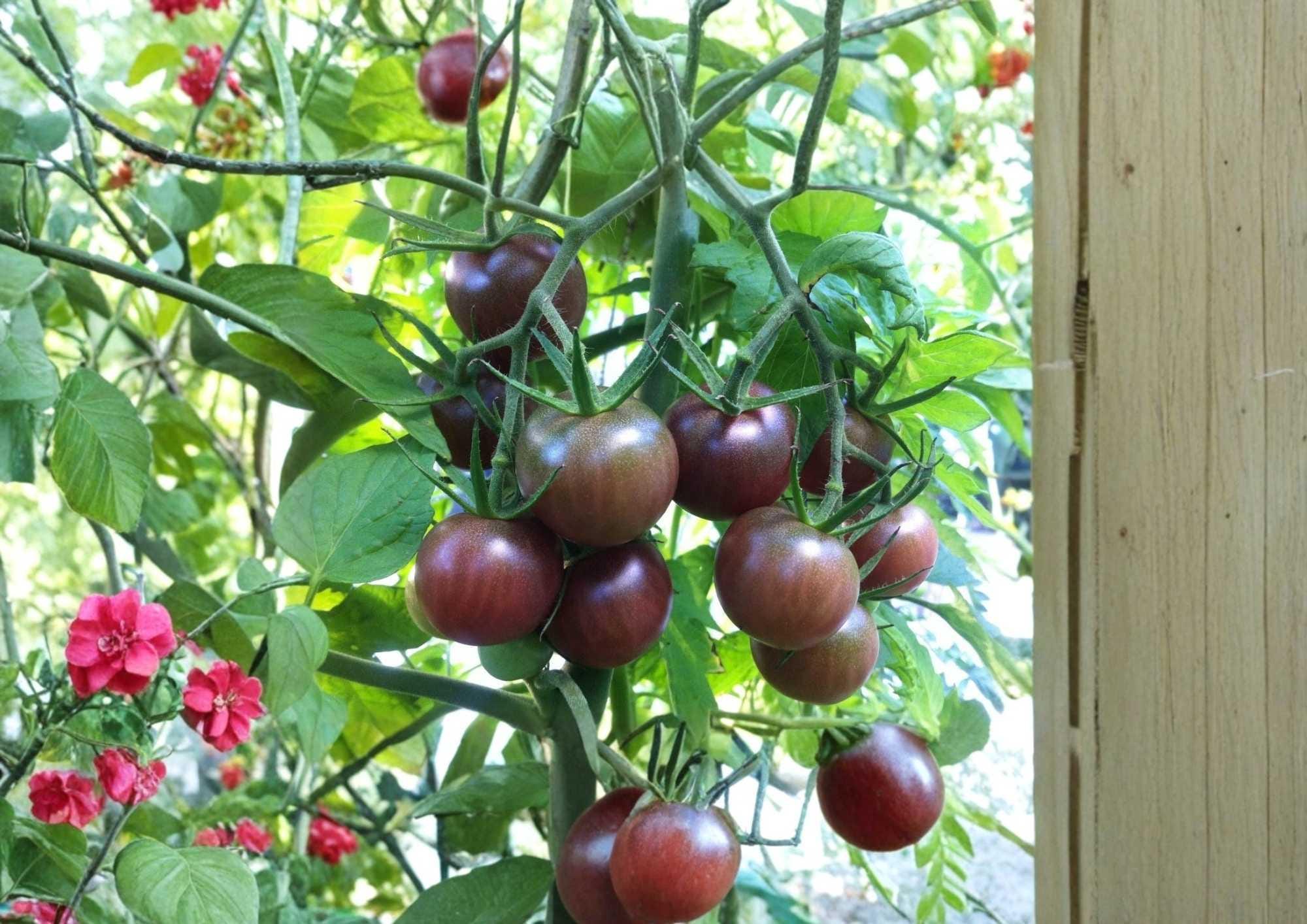 Chocolate Cherry Tomato Seeds, Heirloom Rare Variety, Dark Brown Fruit, Sweet Flavor, High Yield, Solanum lycopersicum