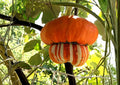 Turk’s Turban Pumpkin Seeds Heirloom Non-GMO Rare Gourd Seeds for Garden Planting, Ornamental, Colorful, Decorative Pumpkin Variety