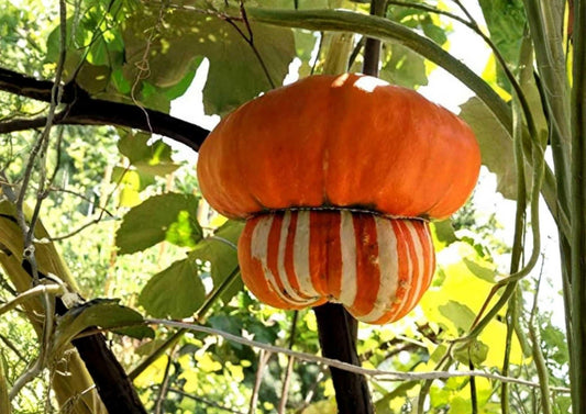 Turk’s Turban Pumpkin Seeds Heirloom Non-GMO Rare Gourd Seeds for Garden Planting, Ornamental, Colorful, Decorative Pumpkin Variety