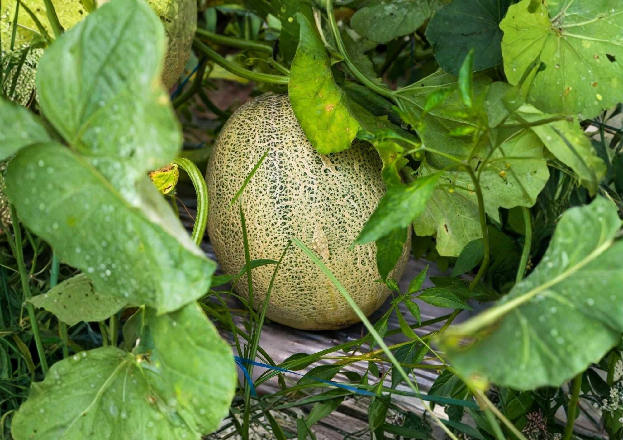 Honey Rock Cantaloupe Seeds, Heirloom Non-GMO Melon Seeds for Garden Planting, Orange Flesh Muskmelon, Juicy Summer Fruit