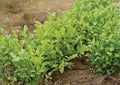 Heirloom Organic Astro Arugula Seeds – Fast-Growing Non-GMO Rocket Salad Greens for Garden, Container, and Raised Bed Planting