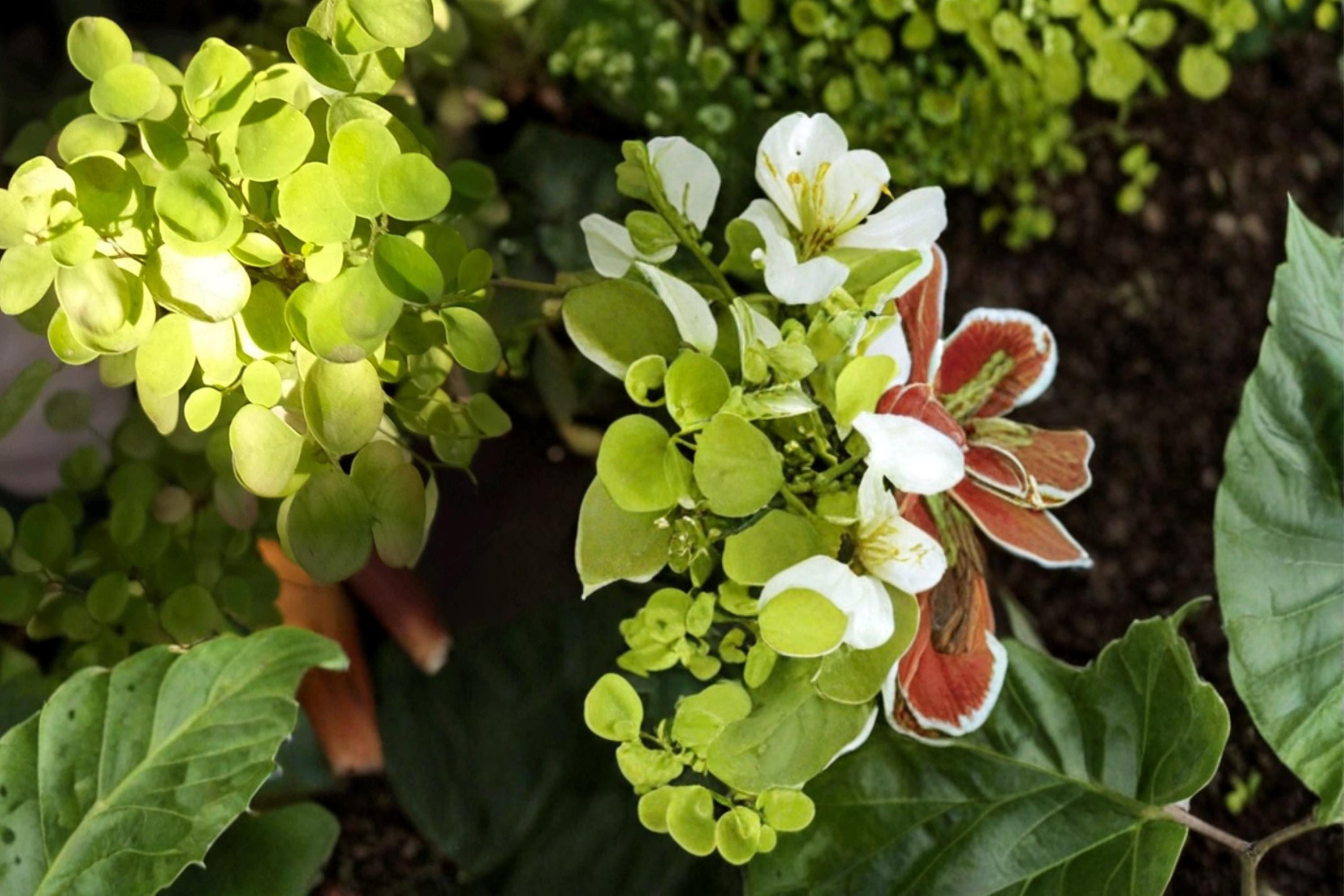 Pepper Cress Seeds, Lepidium sativum, Herbaceous Annual, Edible Green Herb, Culinary Herb for Garden & Containers