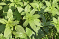 Lemon Basil Seeds – Ocimum basilicum – Aromatic Herb for Herb Gardens & Containers – Full Sun Annual Plant
