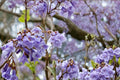 Empress Tree Seeds – Paulownia tomentosa – Fast-Growing Deciduous Tree with Lavender Purple Flowers and Large Leaves