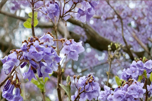 Empress Tree Seeds – Paulownia tomentosa – Fast-Growing Deciduous Tree with Lavender Purple Flowers and Large Leaves