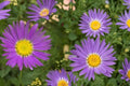 Tahoka Daisy Seeds – Machaeranthera tanacetifolia, Lavender to Purple Wildflower, Annual Prairie Plant, Drought Tolerant
