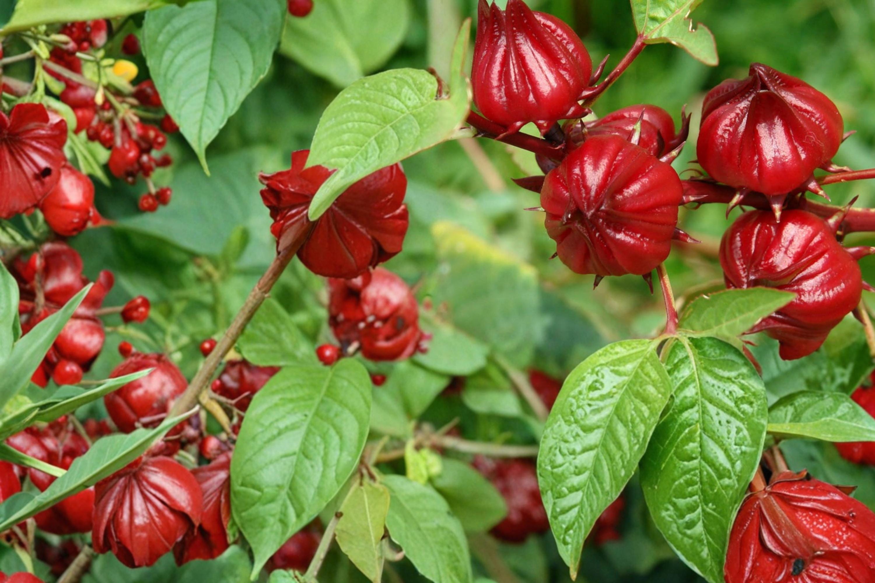 Roselle Seeds – Hibiscus sabdariffa – Tropical Herbaceous Annual with Red Calyces for Culinary & Garden Use
