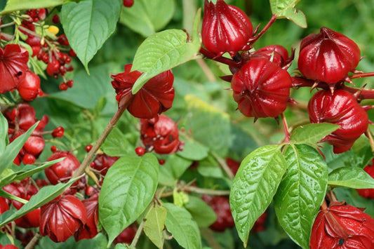 Roselle Seeds – Hibiscus sabdariffa – Tropical Herbaceous Annual with Red Calyces for Culinary & Garden Use