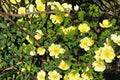 Manchu Rose Seeds Rosa xanthina Deciduous Shrub with Bright Yellow Flowers, Garden Hedge Plant, Perennial Landscape Shrub