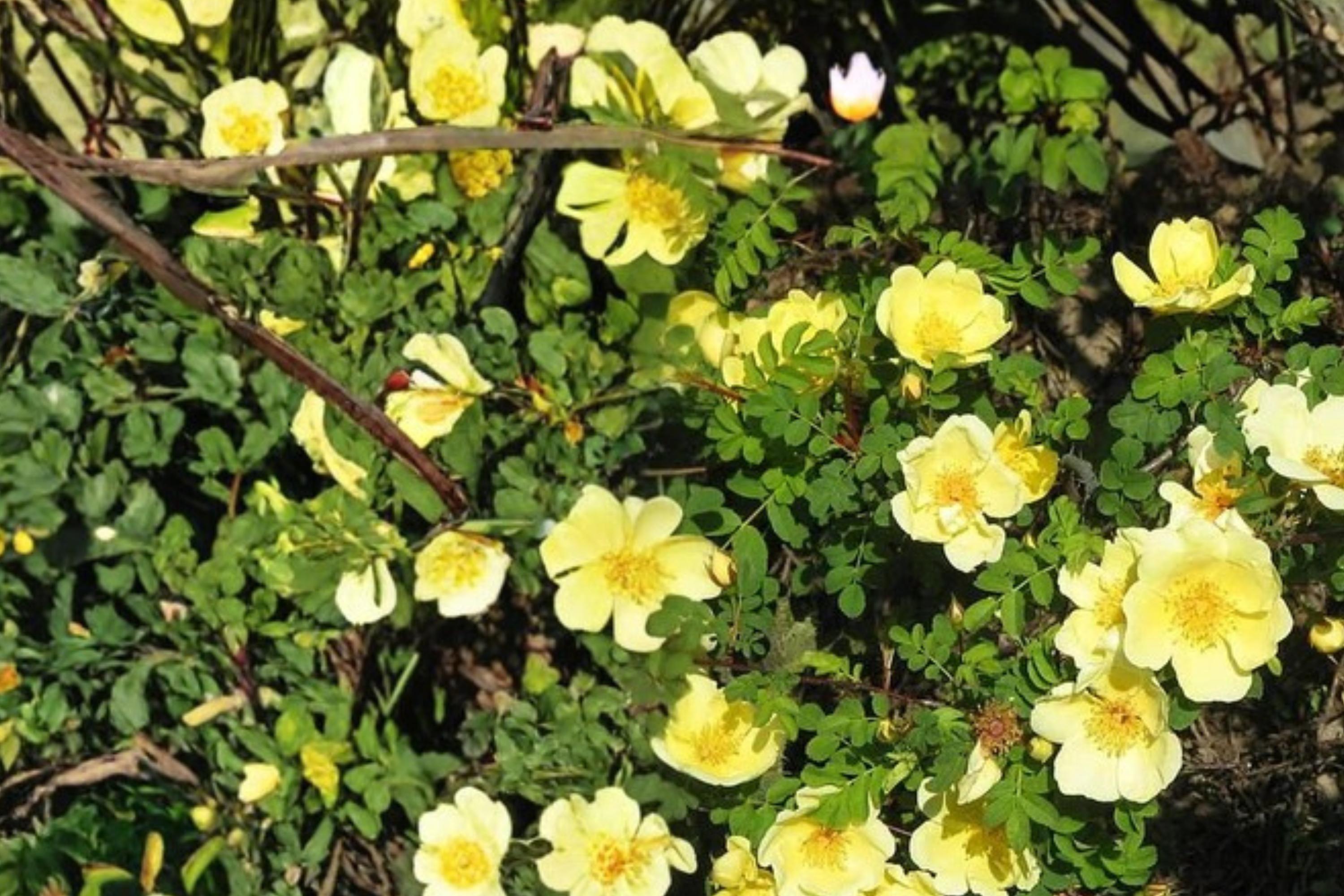 Manchu Rose Seeds Rosa xanthina Deciduous Shrub with Bright Yellow Flowers, Garden Hedge Plant, Perennial Landscape Shrub