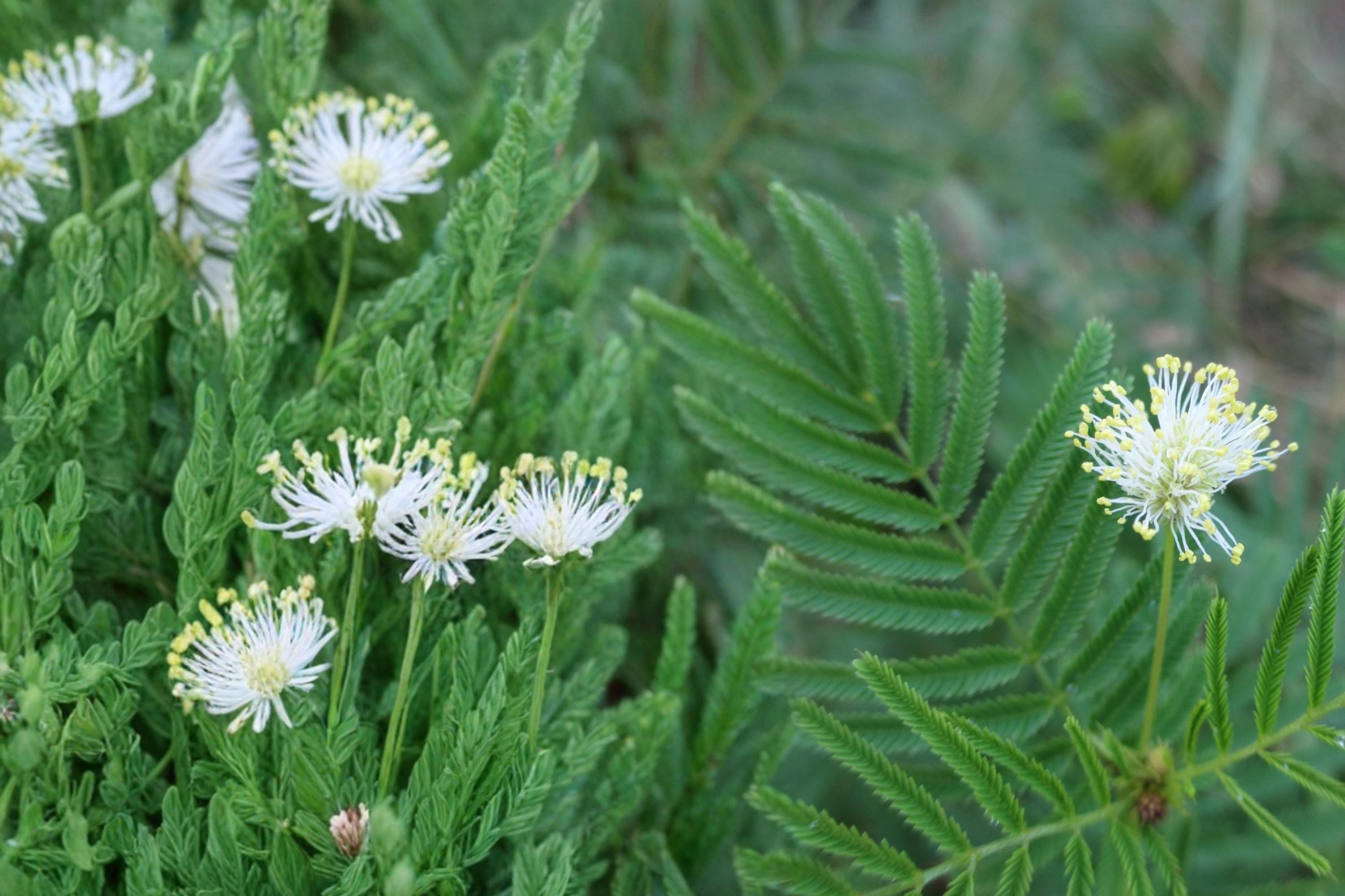 Illinois Bundleflower Seeds – Native Perennial Legume with White Flowers, Desmanthus illinoensis, Prairie & Meadow Plant