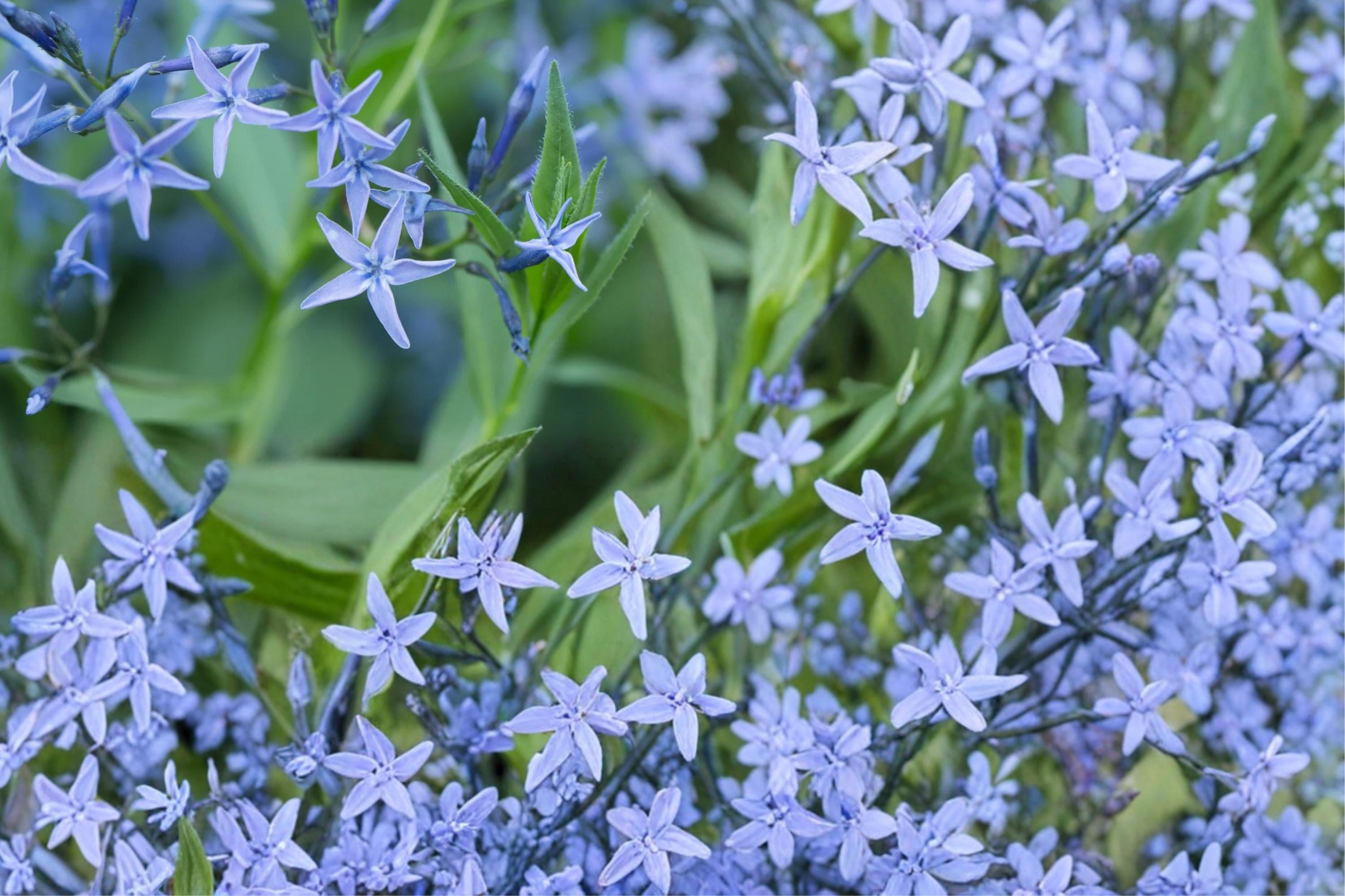 Ozark Bluestar Seeds – Amsonia illustris Herbaceous Perennial with Blue Star-Shaped Flowers, Native Wildflower for Borders & Meadows