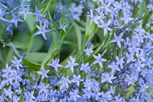 Ozark Bluestar Seeds – Amsonia illustris Herbaceous Perennial with Blue Star-Shaped Flowers, Native Wildflower for Borders & Meadows