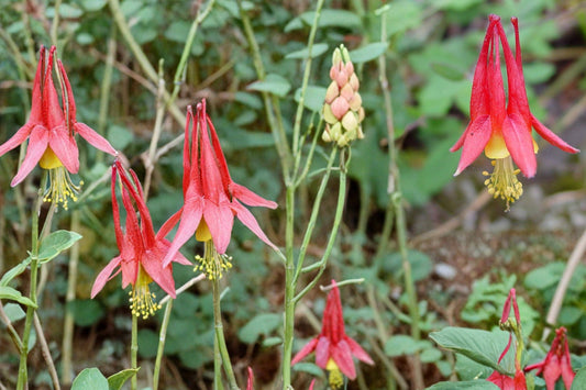 Red Columbine Seeds – Aquilegia canadensis – Native Perennial with Red and Yellow Nodding Flowers, Woodland & Border Plant, 100 Seeds