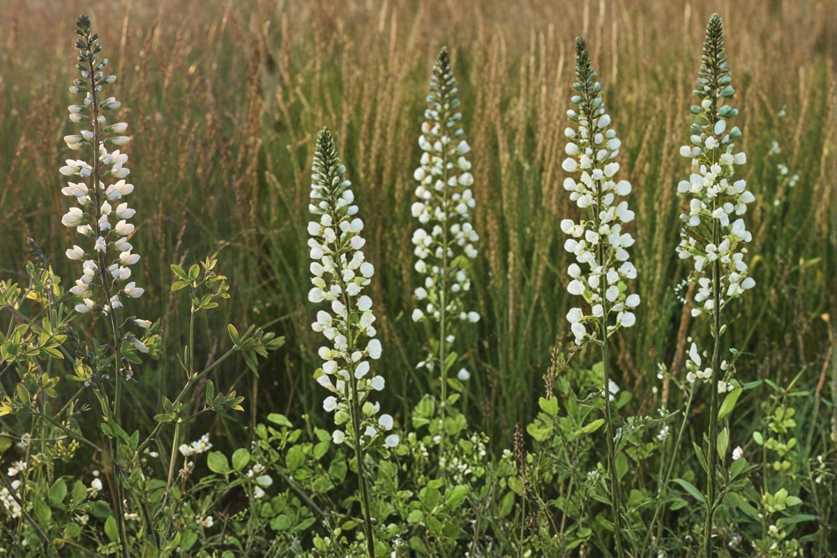 White Wild Indigo Seeds – Baptisia alba Herbaceous Perennial for Gardens, Prairies & Borders