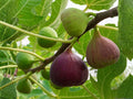 Spicebush Bare Root Plant Lindera benzoin Native Shrub Fragrant Foliage Spring Flowers Fall Color