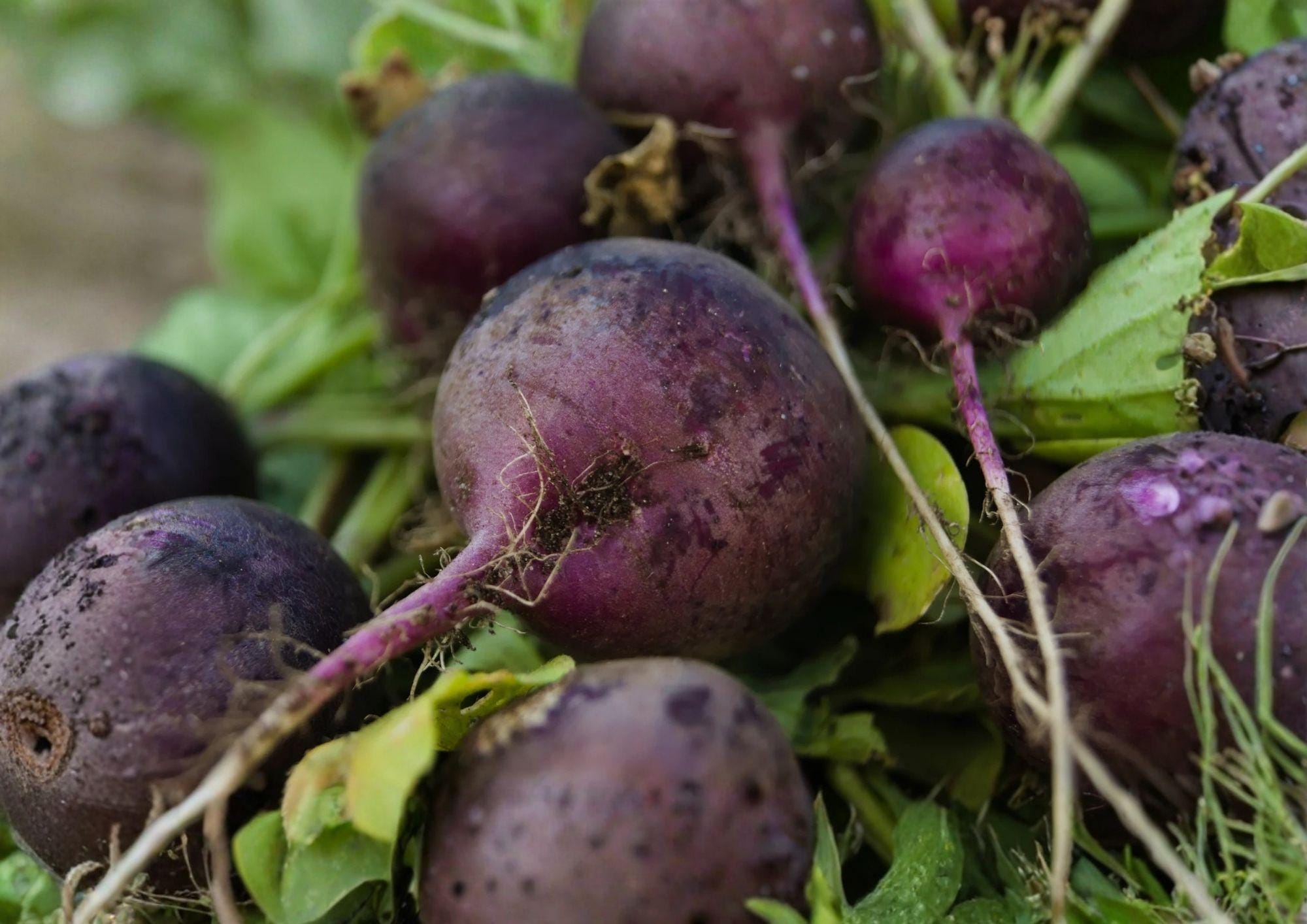 300+ Purple Plum Radish Seeds – Heirloom Non-GMO Vegetable Seeds for Garden Planting, Round Purple Roots, Crisp Mild Flavor