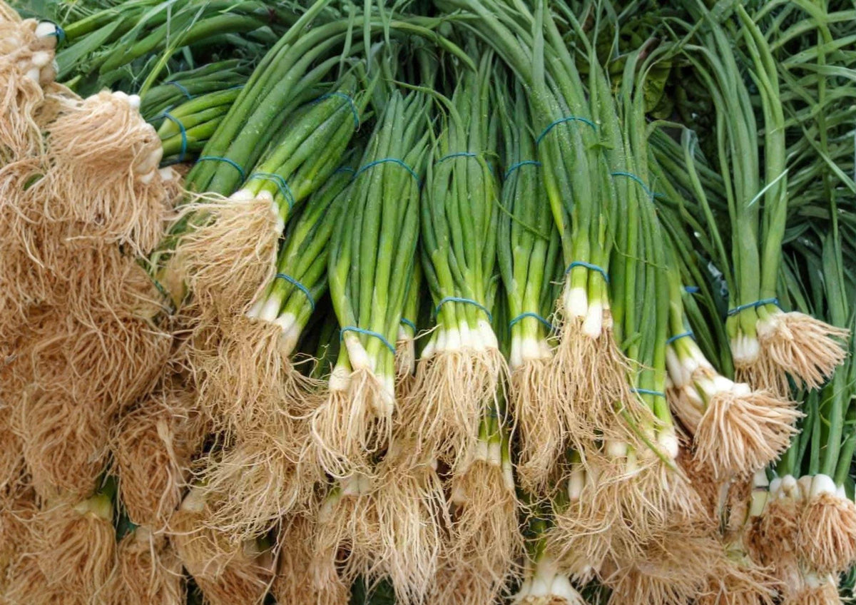 White Lisbon Onion Seeds – 250+ Heirloom Non-GMO Bunching Scallion Seeds for Garden, Green Onion, Fast Growing, Mild Flavor