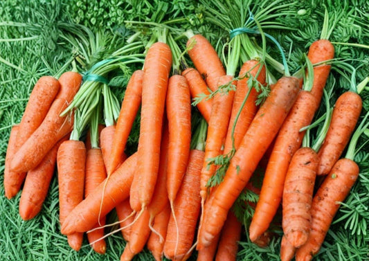 Tendersweet Carrot Seeds Heirloom Vegetable Seeds for Garden Planting, Long Orange Roots, Sweet Flavor, High Yield