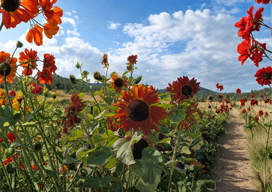 Red Sun Sunflower Seeds, Heirloom Non-GMO, Ornamental Flower Seeds for Garden, Pollinator Attracting, Deep Red Blooms, Helianthus annuus
