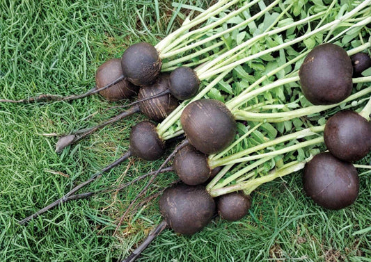 100+ Black Spanish Round Radish Seeds – Heirloom Organic Vegetable Seeds for Garden, Spicy Root, Black Skin, White Flesh, Radish Planting
