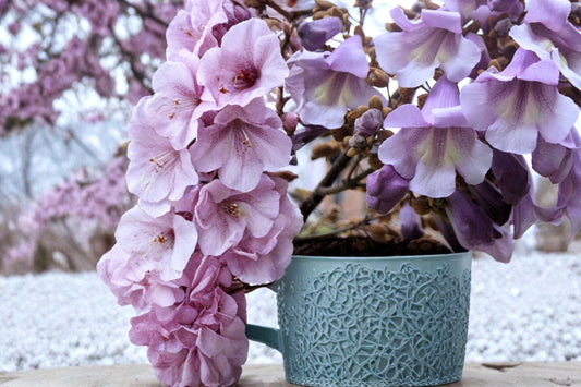 Empress Tree Seeds – Paulownia tomentosa Hardwood, Fast-Growing Shade Tree, Outdoor Planting, 100 Seeds