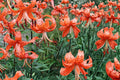 Tiger Lily Bulb – Mixed Color Lilium lancifolium Perennial Flower for Garden Beds & Borders