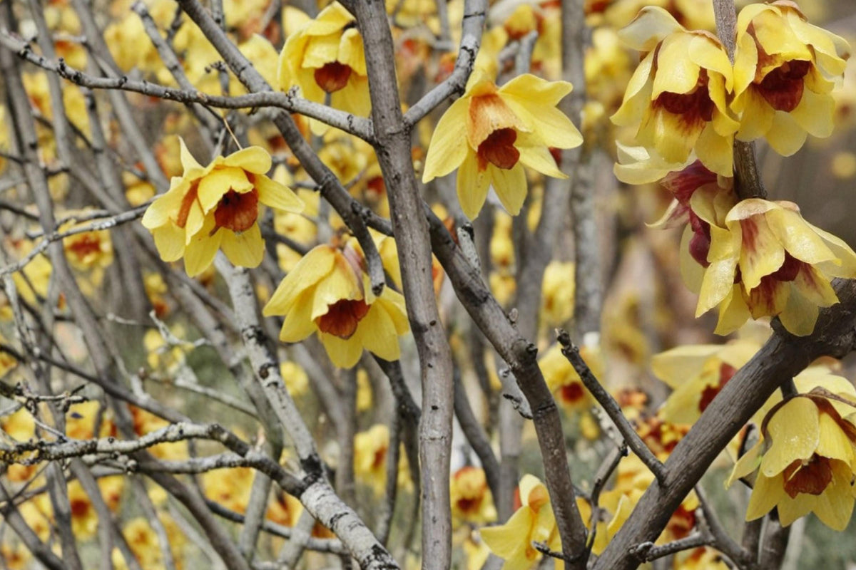 Wintersweet Seeds – Chimonanthus praecox Fragrant Shrub for Garden, Yellow Blooms, Outdoor Planting, Ornamental Deciduous Bush