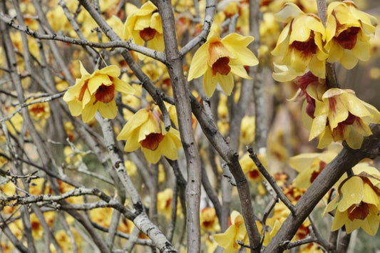 Wintersweet Seeds – Chimonanthus praecox Fragrant Shrub for Garden, Yellow Blooms, Outdoor Planting, Ornamental Deciduous Bush