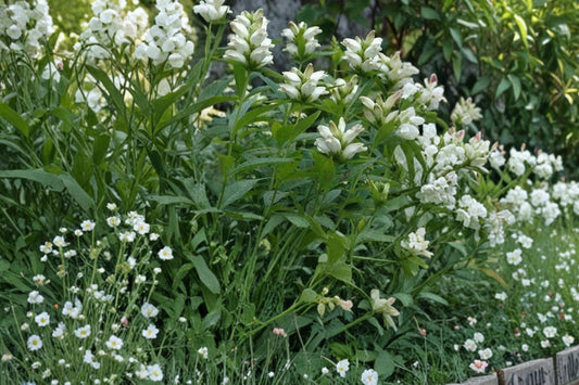 White Turtlehead Seeds – Chelone glabra Herbaceous Perennial for Wetlands & Moist Gardens