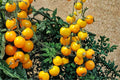 Yellow Tomato Seeds – Solanum lycopersicum Golden Fruit, 50+ Seeds for Garden & Container Planting