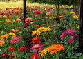 Cactus Flowered Zinnia Seeds Spring Mix Colorful Drought Tolerant Flower Seeds for Garden Planting