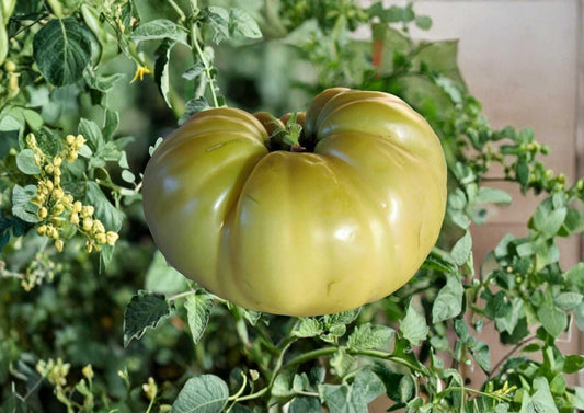 Great White Tomato Seeds, Heirloom Non-GMO Rare Beefsteak, Pale Cream White Fruit, Garden Planting, 30+ Seeds