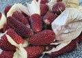 30+ Strawberry Ruby Corn Seeds – Heirloom Organic Rare Popcorn Seeds for Garden Planting, Deep Red Edible Decorative Variety