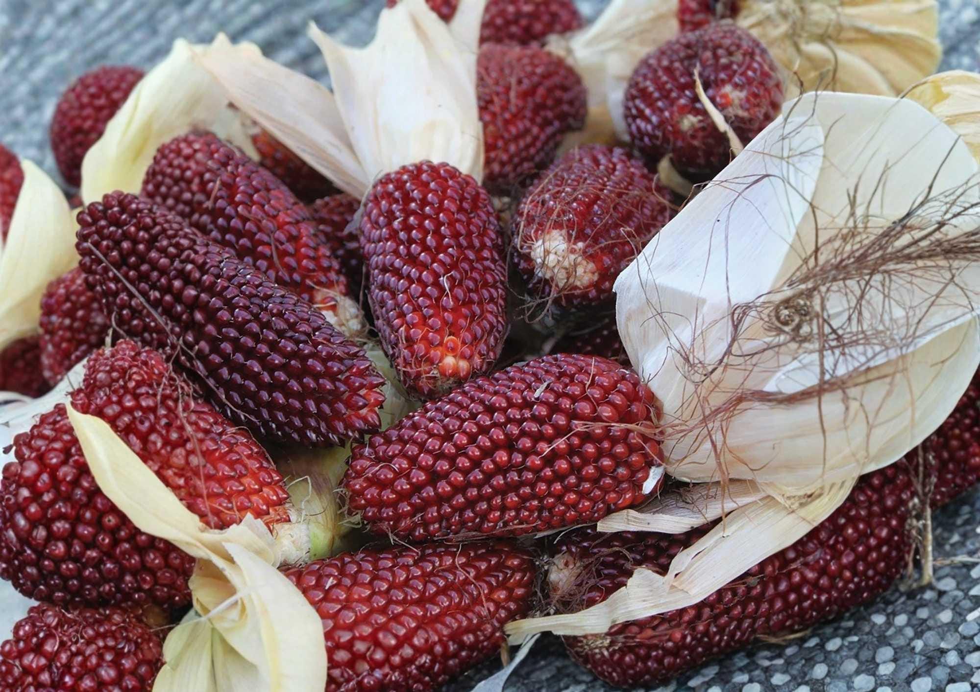 30+ Strawberry Ruby Corn Seeds – Heirloom Organic Rare Popcorn Seeds for Garden Planting, Deep Red Edible Decorative Variety