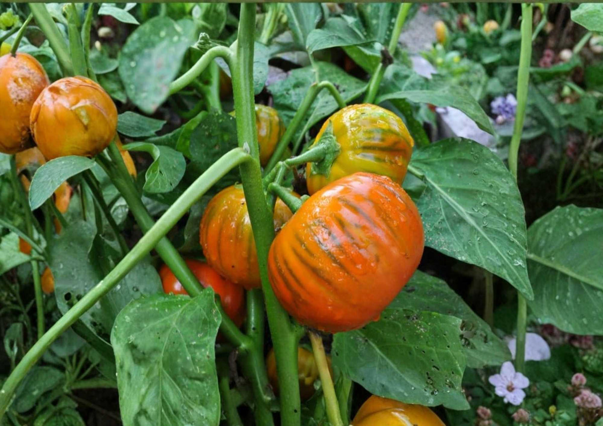 Vintage Wine Striped Tomato Seeds, Heirloom Beefsteak, Large Red Yellow Fruits, 130+ Seeds for Garden Planting
